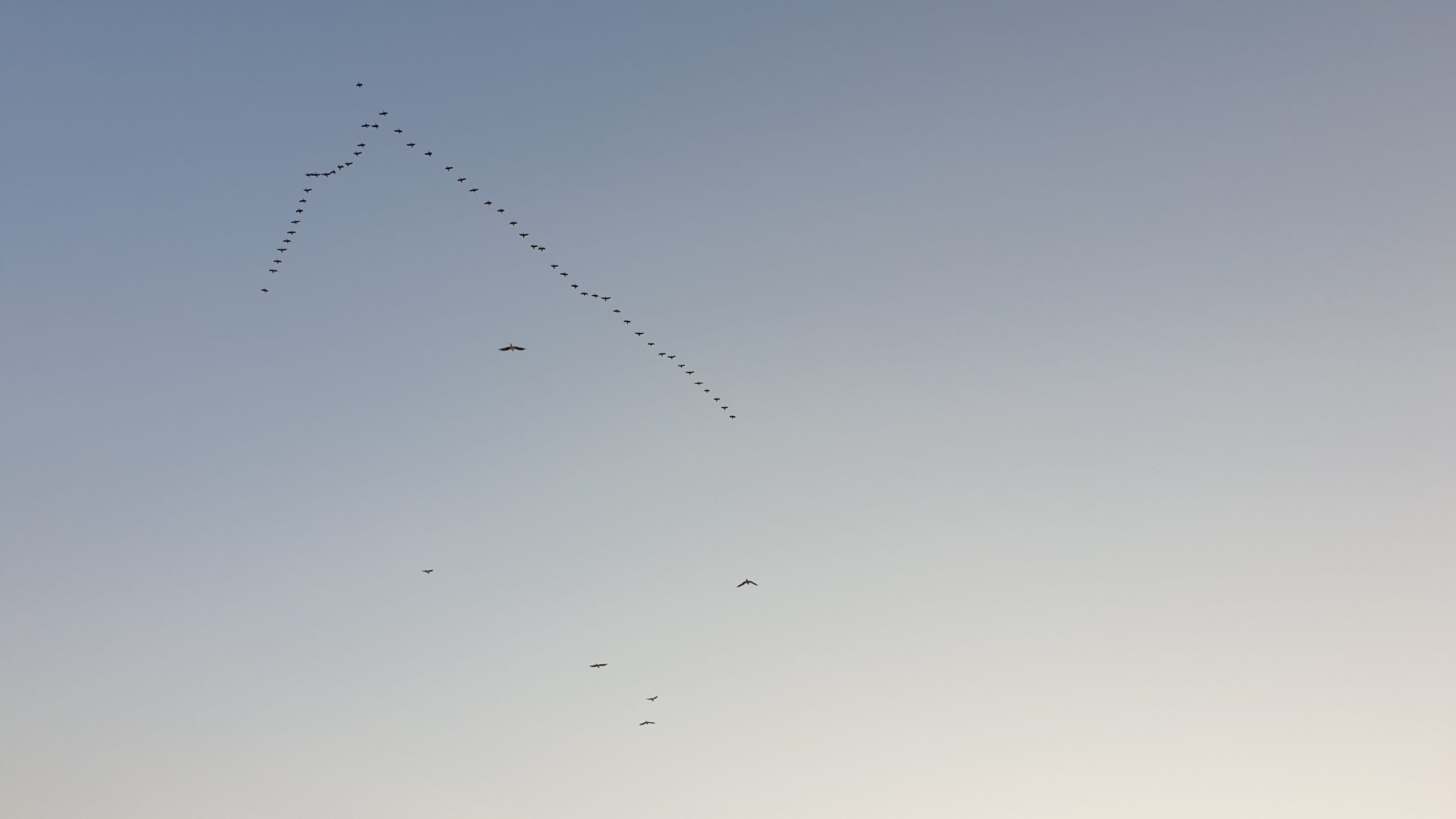 Training for self organising teams