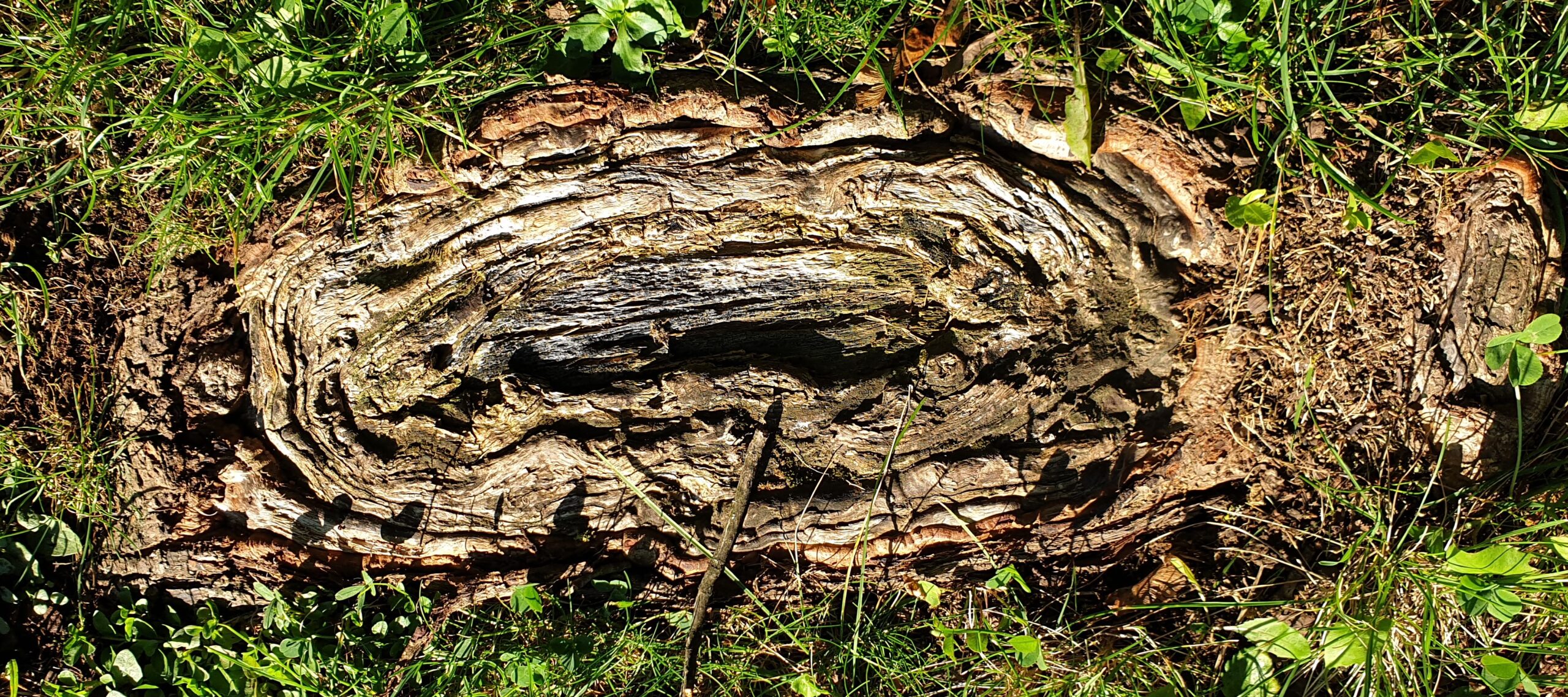 A big root of a tree which shows life rings.