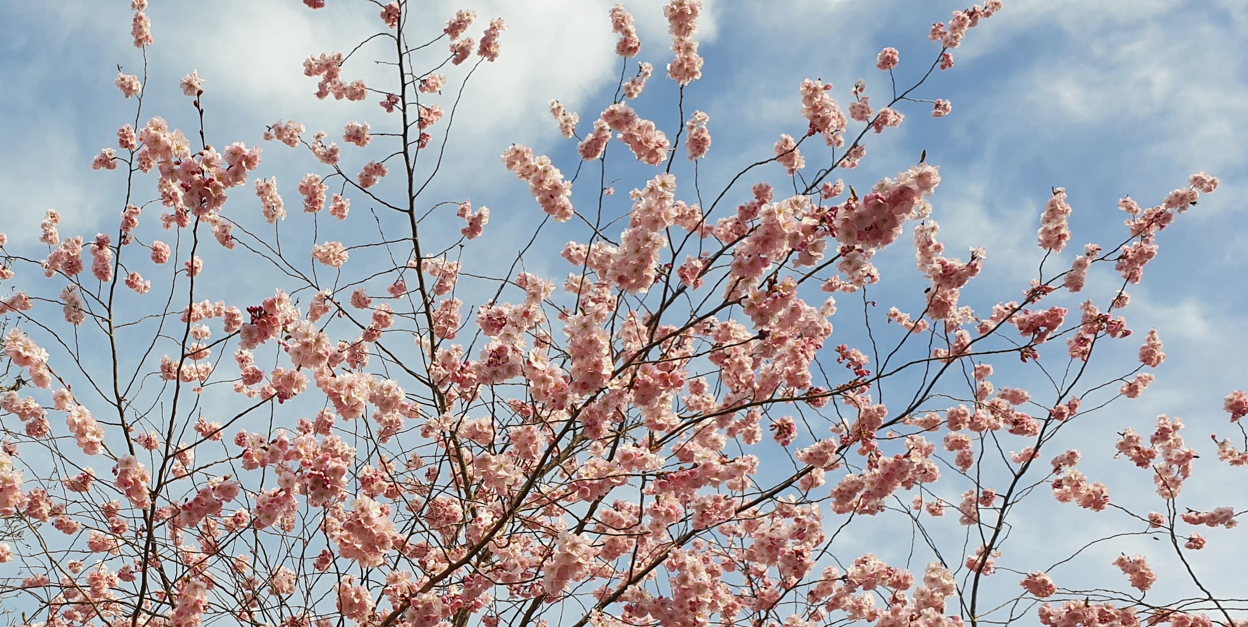 blooming tree, a symbol for coaching and finding own purpose