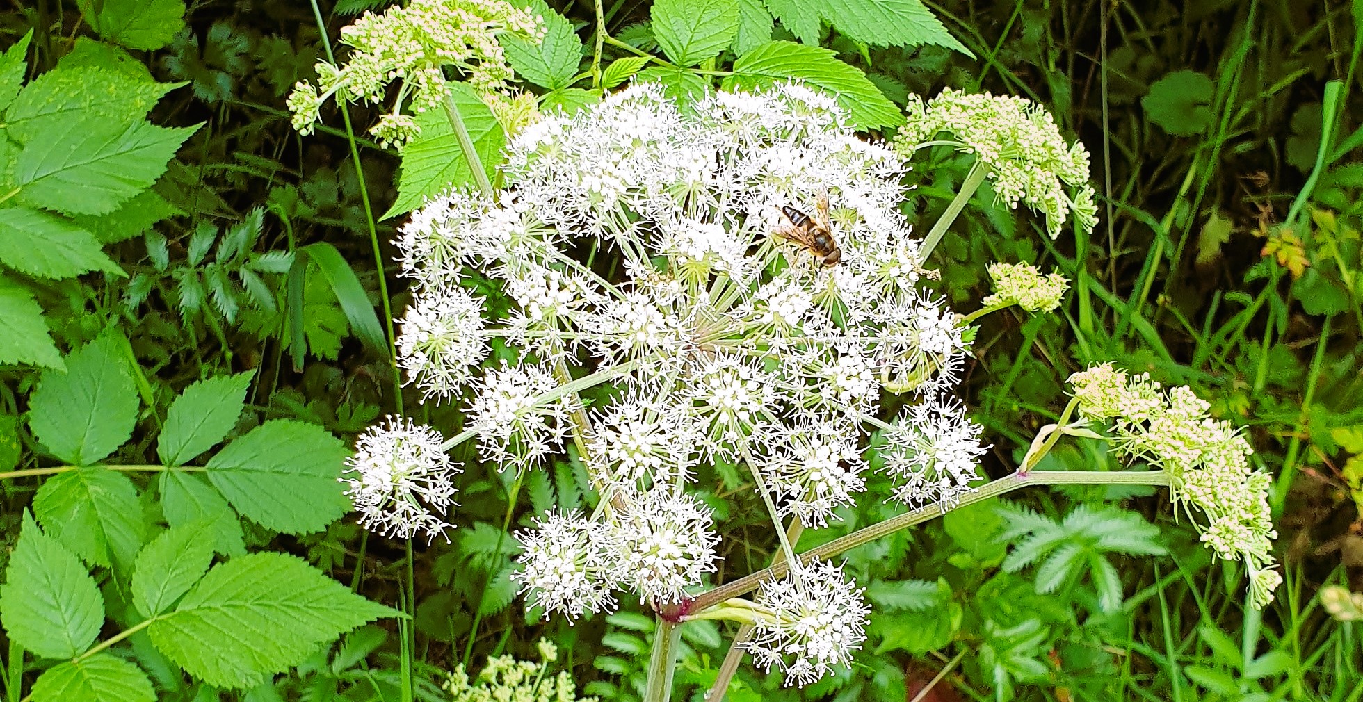 The ForSis network offers safe spaces moderated by experienced coaches for support from women for women. (Pic of a flower)