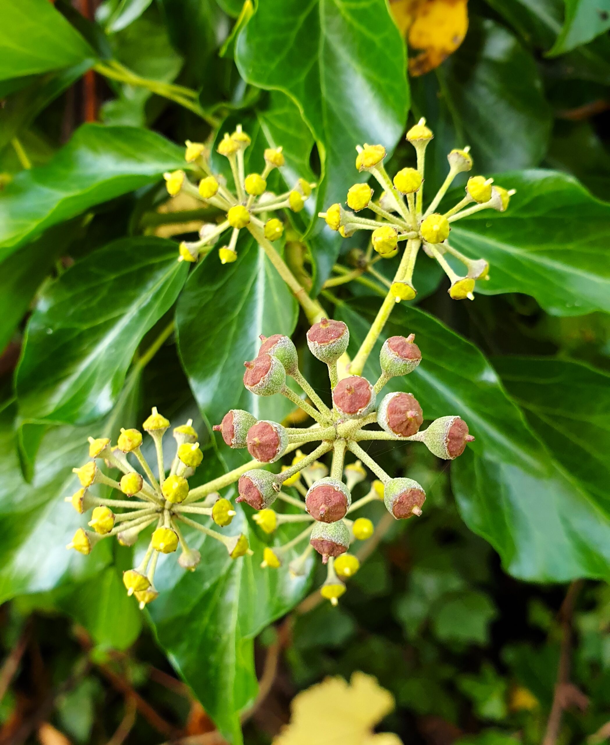 ForSis network: a plant with fruits