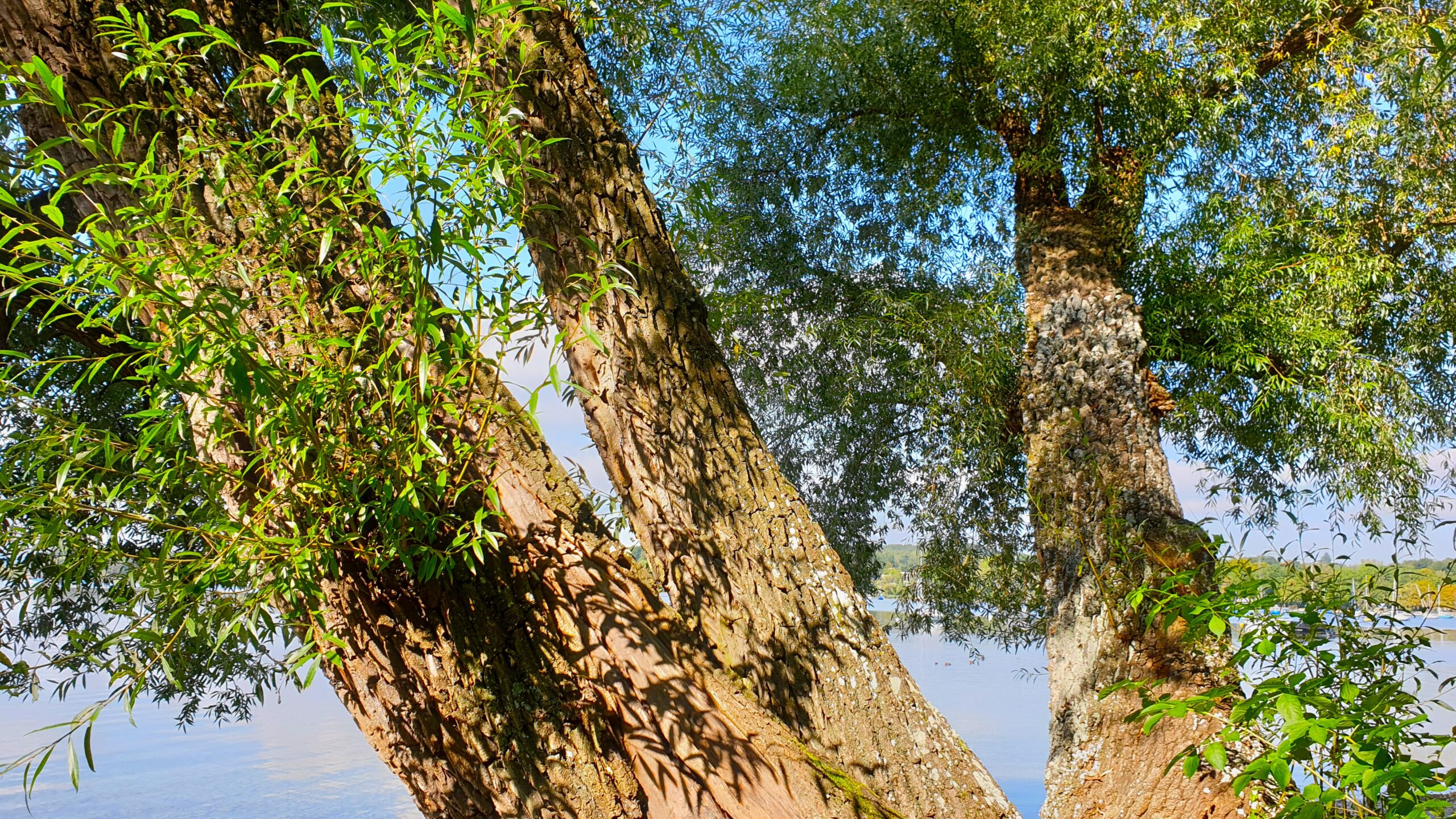 ForSis, ein Netzwerk für Führungsfrauen: Ein Weidenbaum mit einem See und blauem Himmel