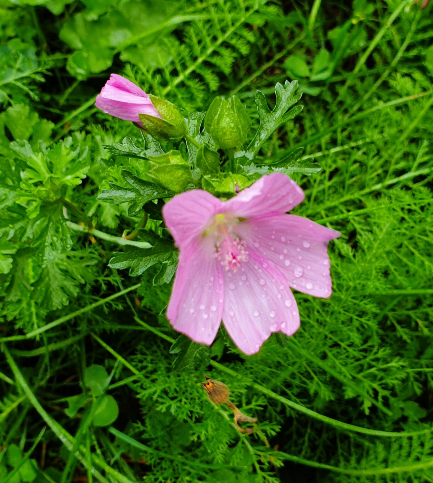 small pink flower between bright green leafs