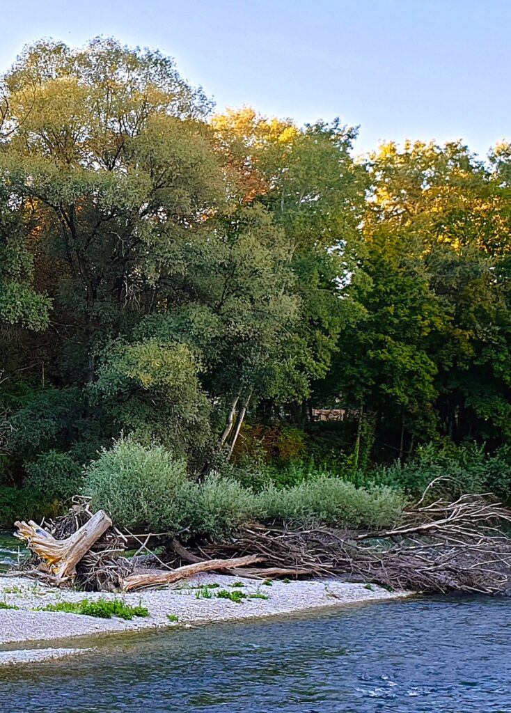 Brüche . Entwurzelte Bäume auf einer Insel im Fluss.