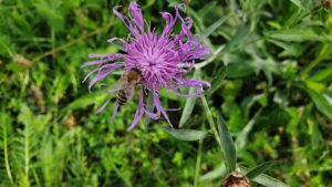 blue corn flower with a bee