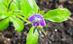 a tiny purple flower with bright green leaves before dark brown soil - creating safe spaces where innovation and creativity can be nurtured