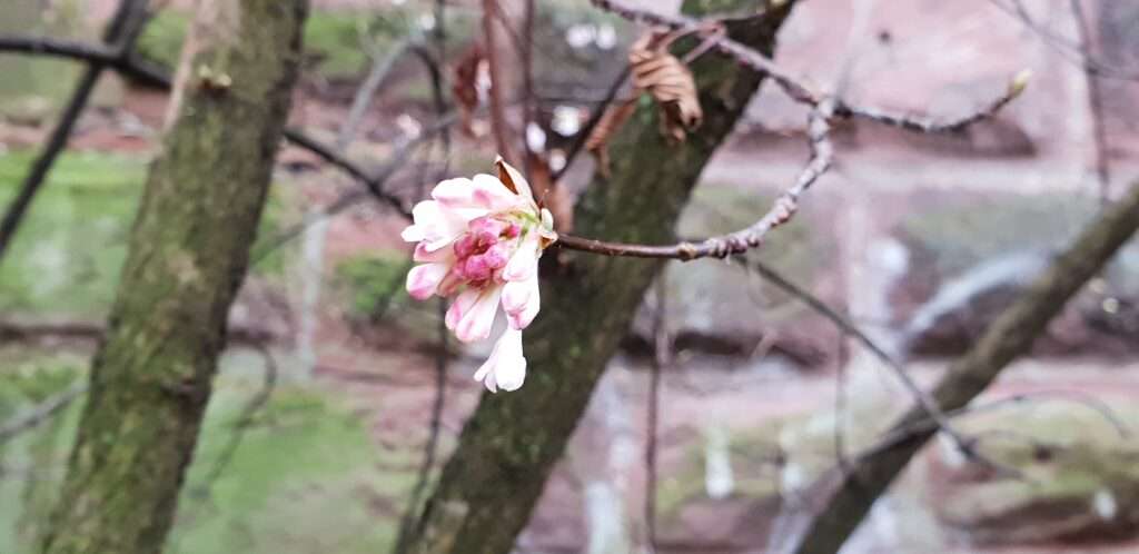 a single flower on an otherwise bare tree branch, drive