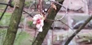 a single flower on an otherwise bare tree branch, drive