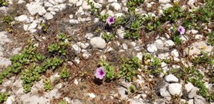 purple flowers growing on rocks and sand International women's day a day not for congratualtions and empty words but for driving and owning the transformation