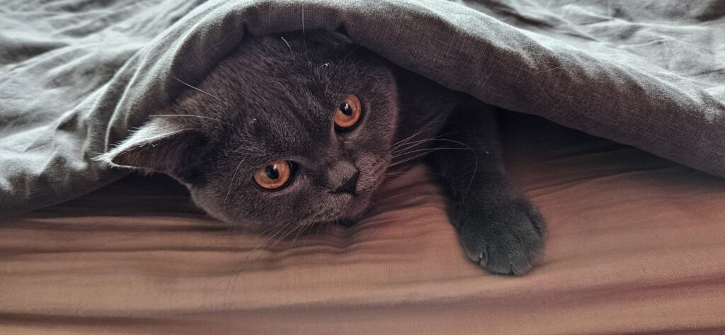 Eine schnurrige Katze: Der BKH in blau schaut unter einer Decke hervor - er hat sich an eine neue Umgebung gewöhnt und uns in eine Katzenfamilie verwandelt