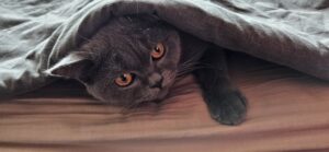 Eine schnurrige Katze: Der BKH in blau schaut unter einer Decke hervor - er hat sich an eine neue Umgebung gewöhnt und uns in eine Katzenfamilie verwandelt