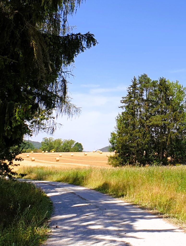 crossroads- it is us to define the next direction (summer picture of a path between fields and a forest)